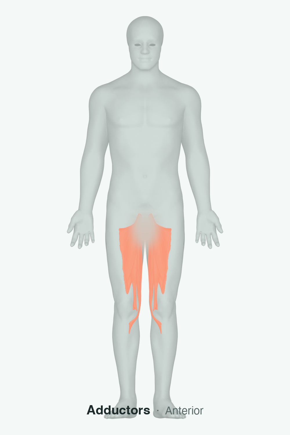 hip adductors — anatomical illustration