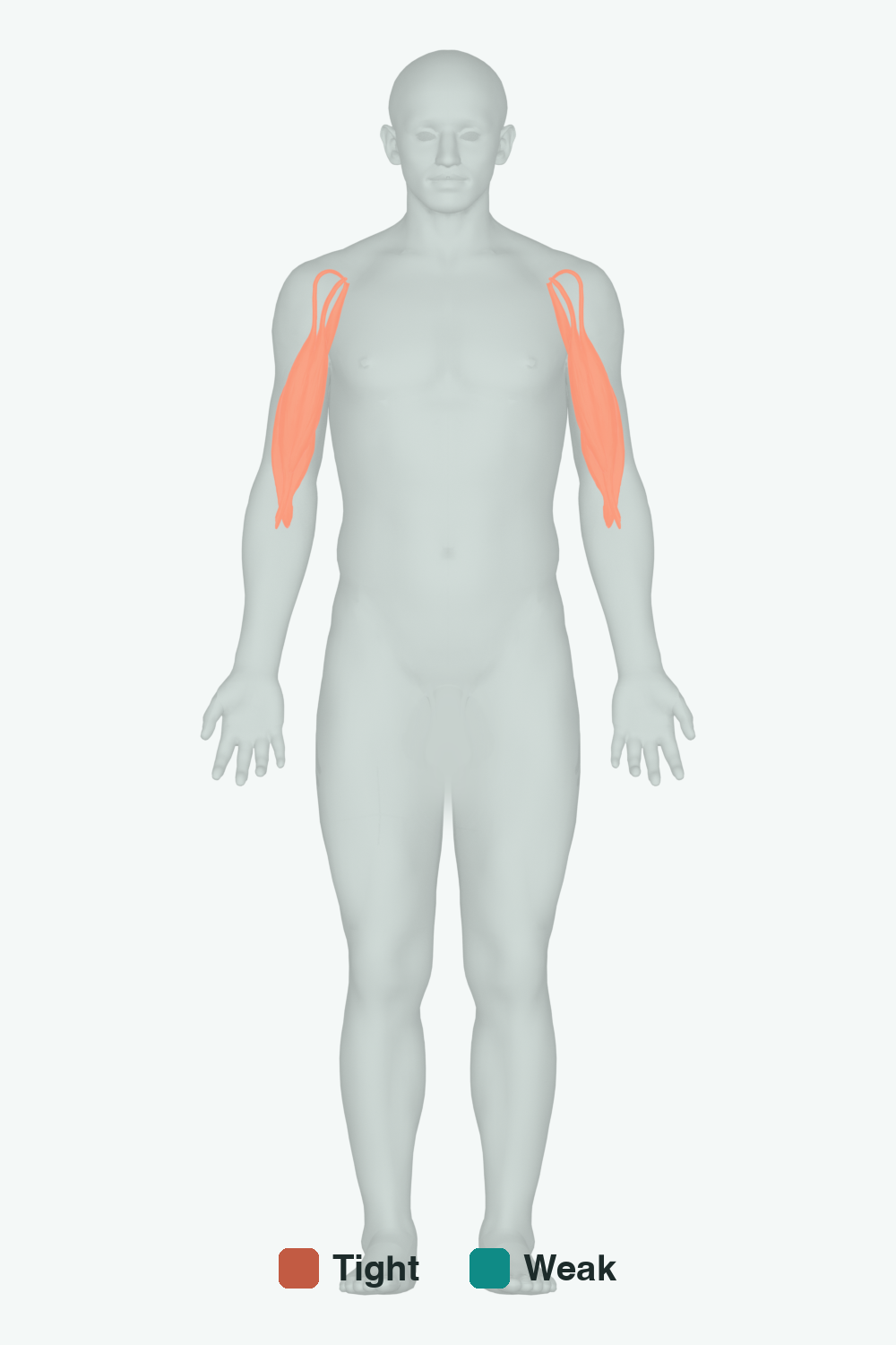 Muscles involved in Bent Elbow (Resting Flexion), front view — typically tight muscles in coral, typically weak in teal