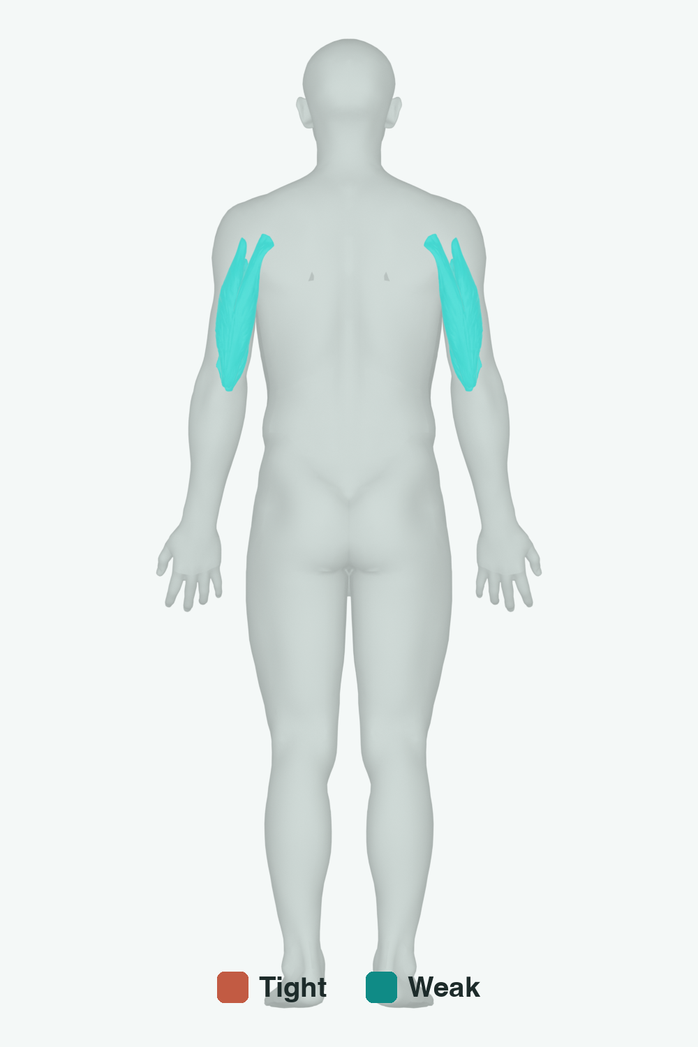 Muscles involved in Bent Elbow (Resting Flexion), back view — typically tight muscles in coral, typically weak in teal