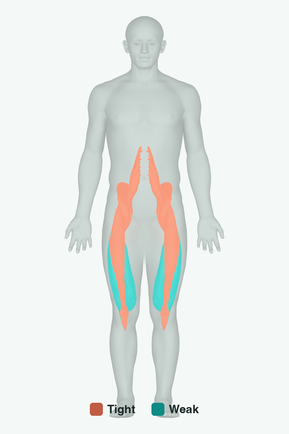 Muscles involved in Standing Knee Bend, front view — typically tight muscles in coral, typically weak in teal