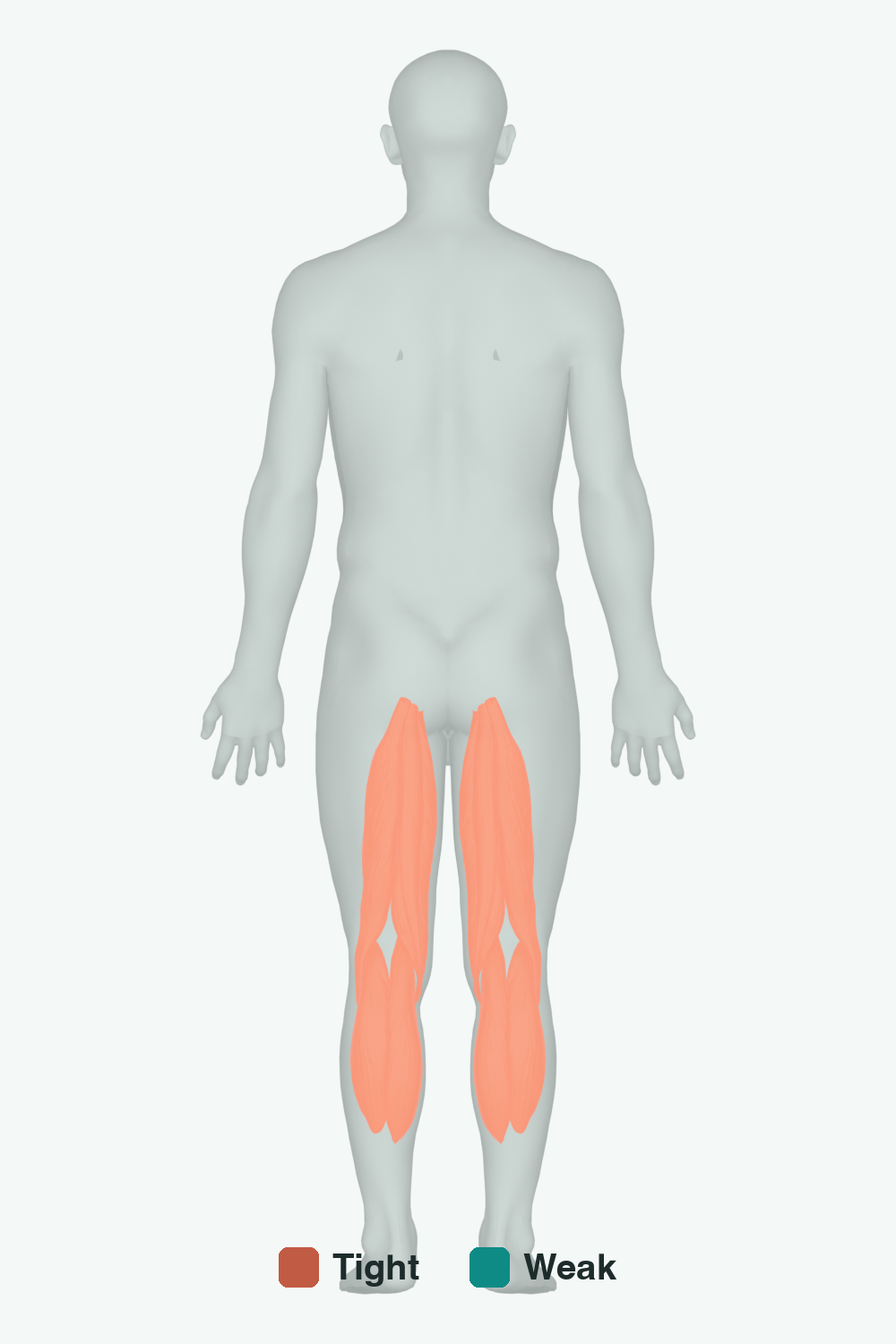 Muscles involved in Standing Knee Bend, back view — typically tight muscles in coral, typically weak in teal