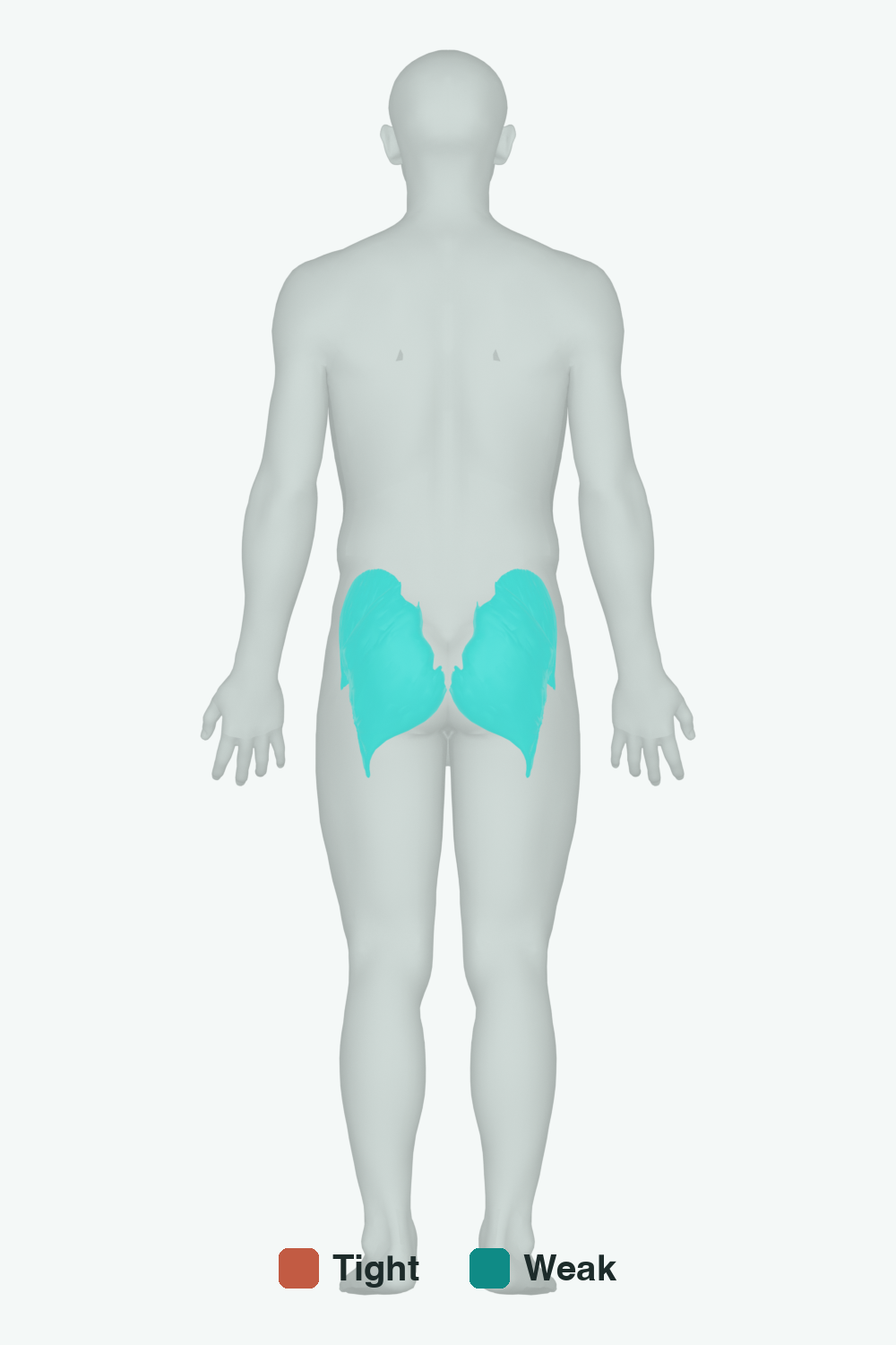 Muscles involved in Knee Valgus / Varus, back view — typically tight muscles in coral, typically weak in teal