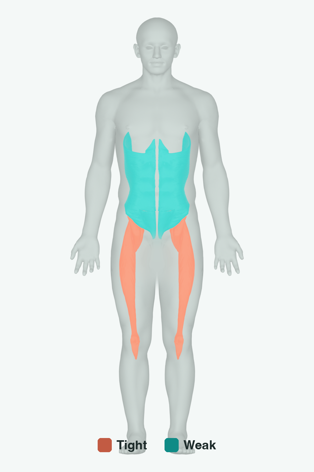 Muscles involved in Trunk Lean, front view — typically tight muscles in coral, typically weak in teal