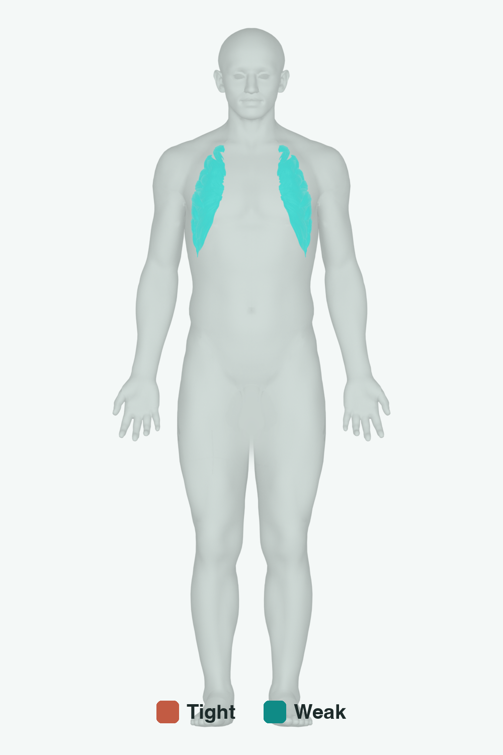 Muscles involved in Uneven Shoulders, front view — typically tight muscles in coral, typically weak in teal
