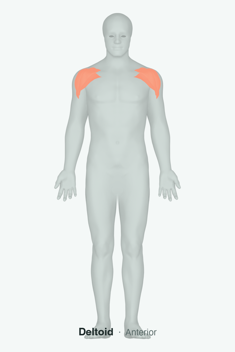 anterior deltoid — anatomical illustration