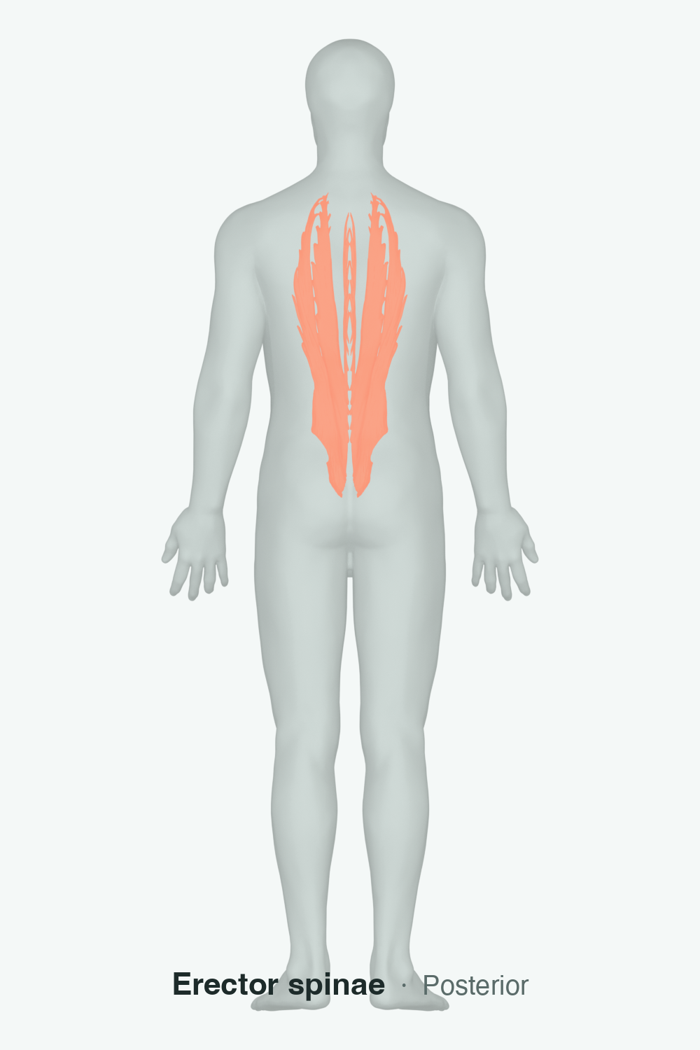 thoracic spine extensors — anatomical illustration