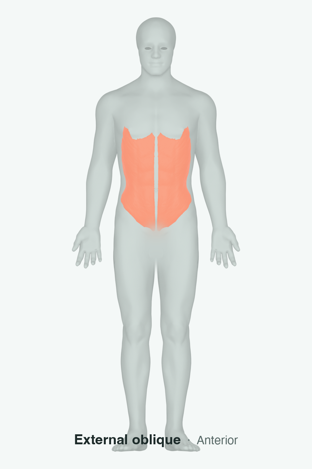 lateral obliques — anatomical illustration