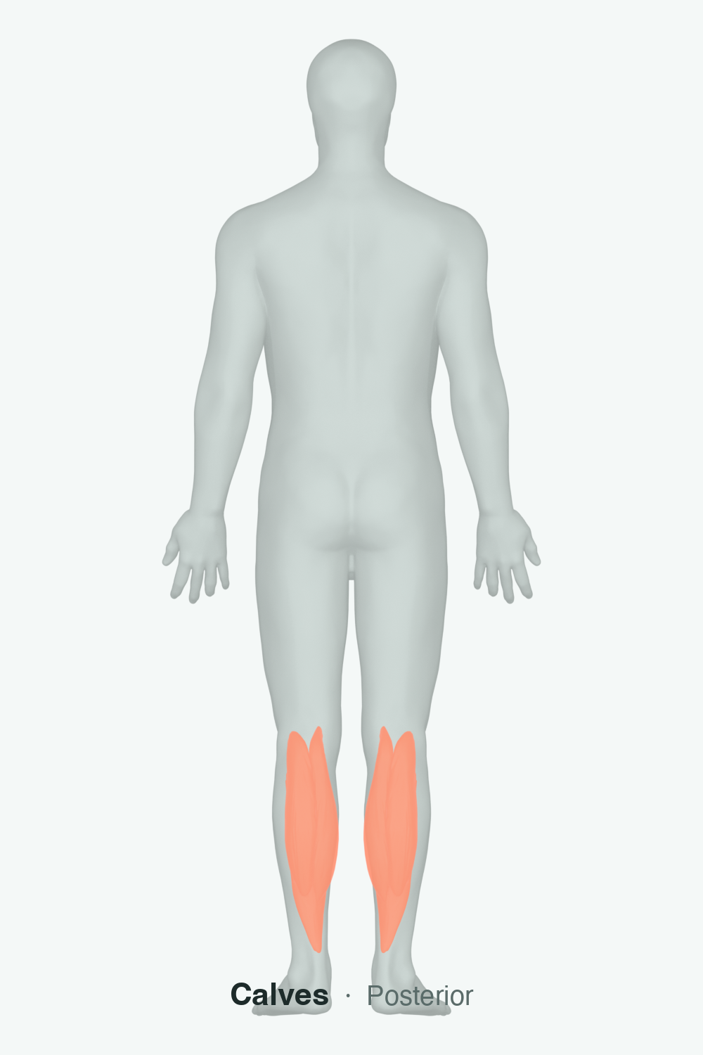 gastrocnemius — anatomical illustration