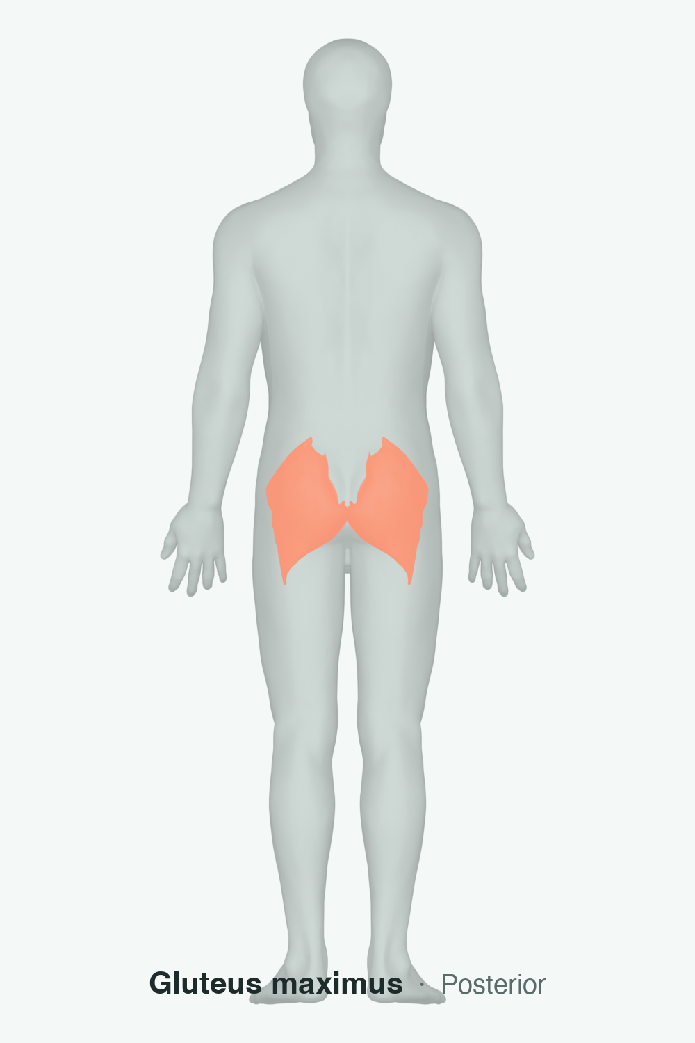 glutes — anatomical illustration
