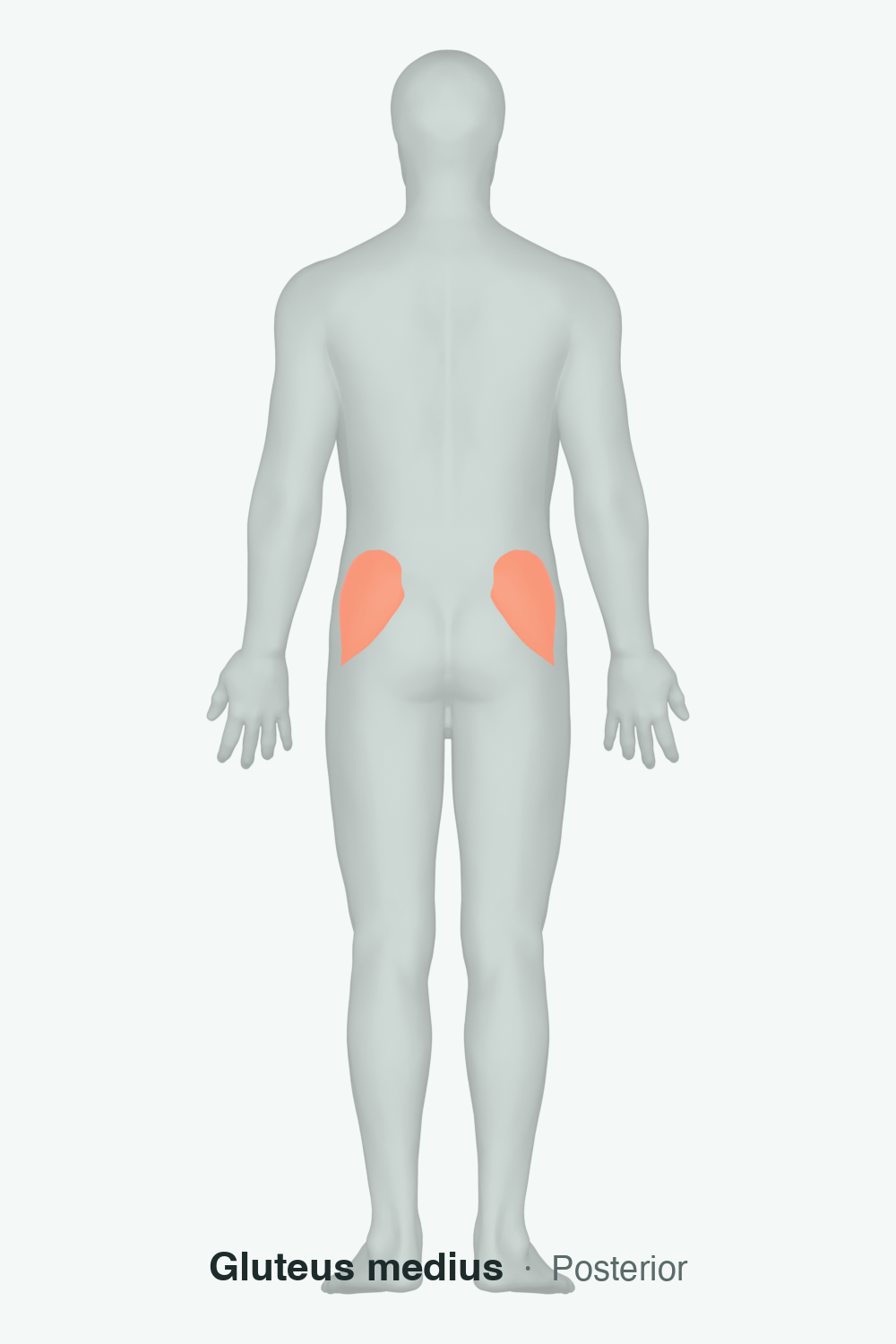 hip abductors — anatomical illustration
