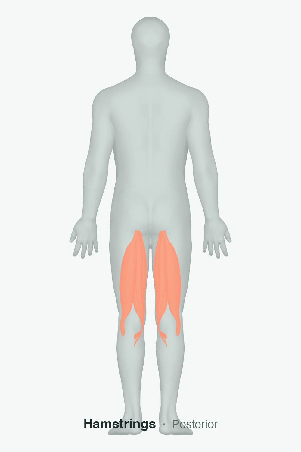 hamstrings — anatomical illustration