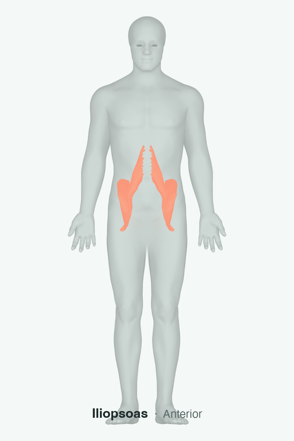 iliopsoas — anatomical illustration