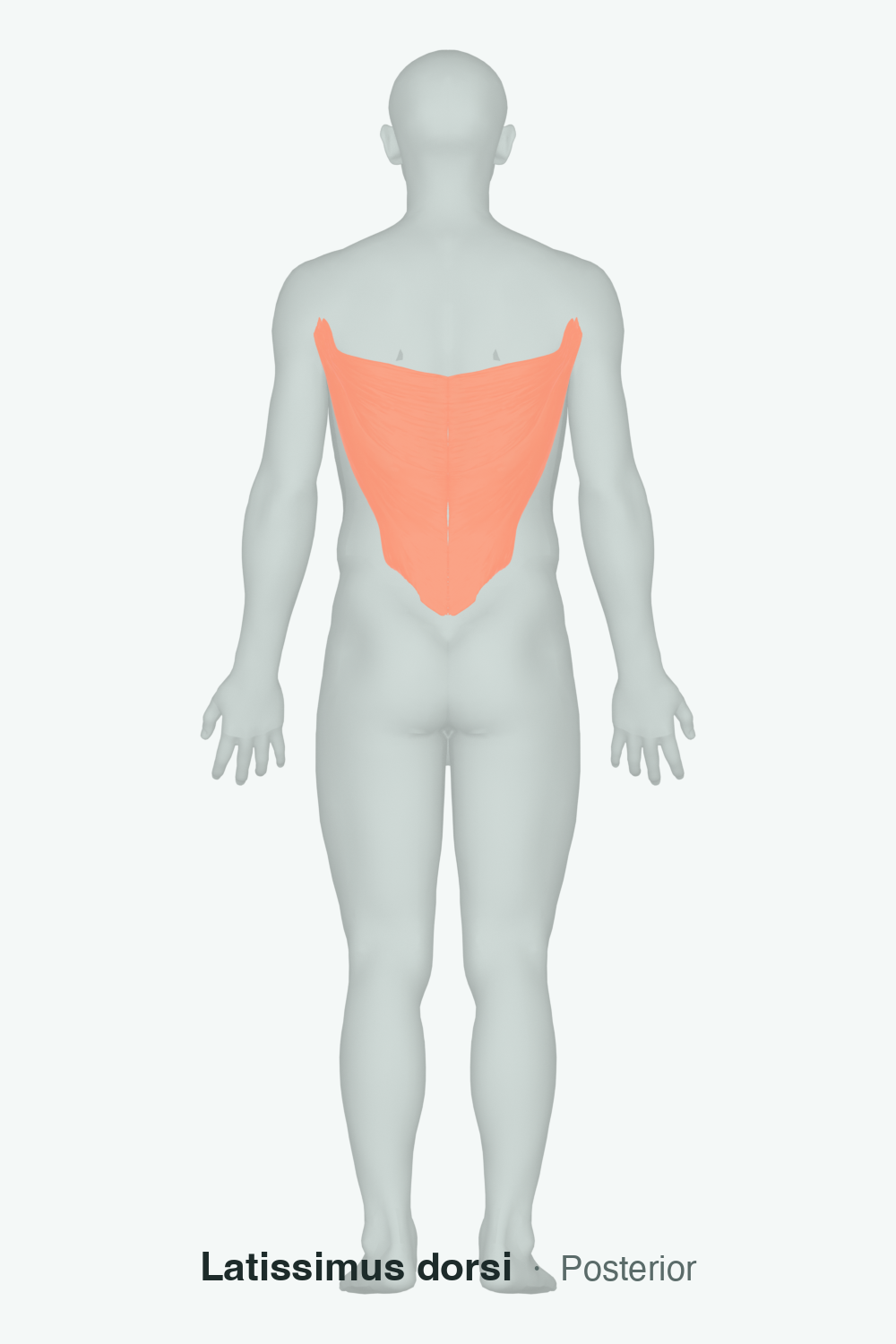 latissimus dorsi — anatomical illustration