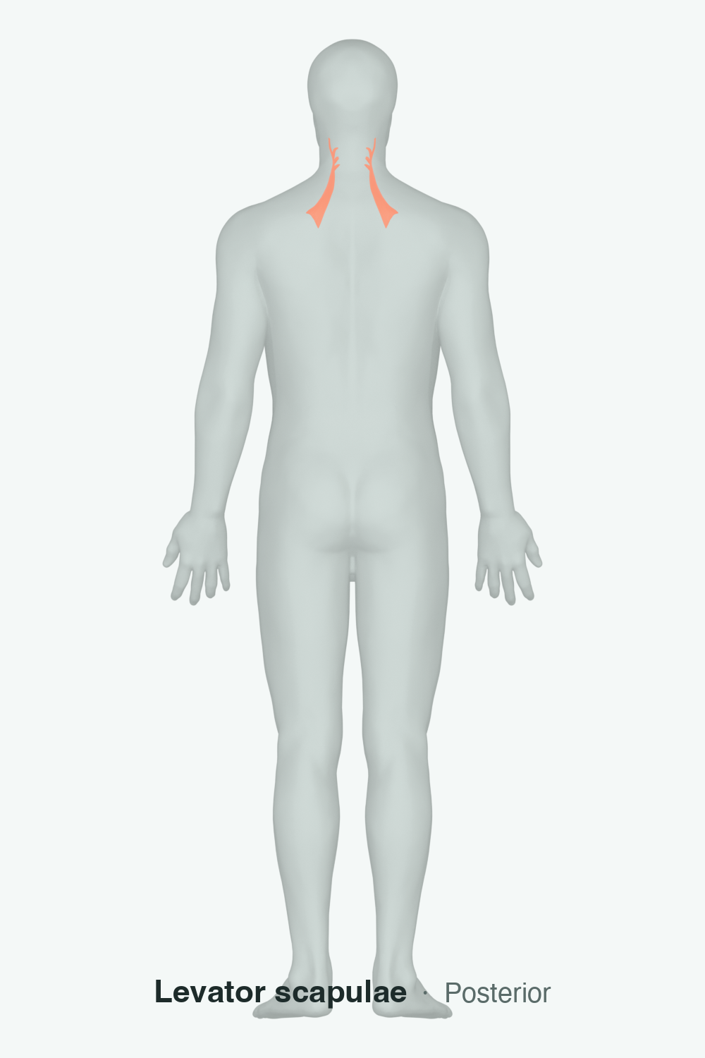 levator scapulae — anatomical illustration
