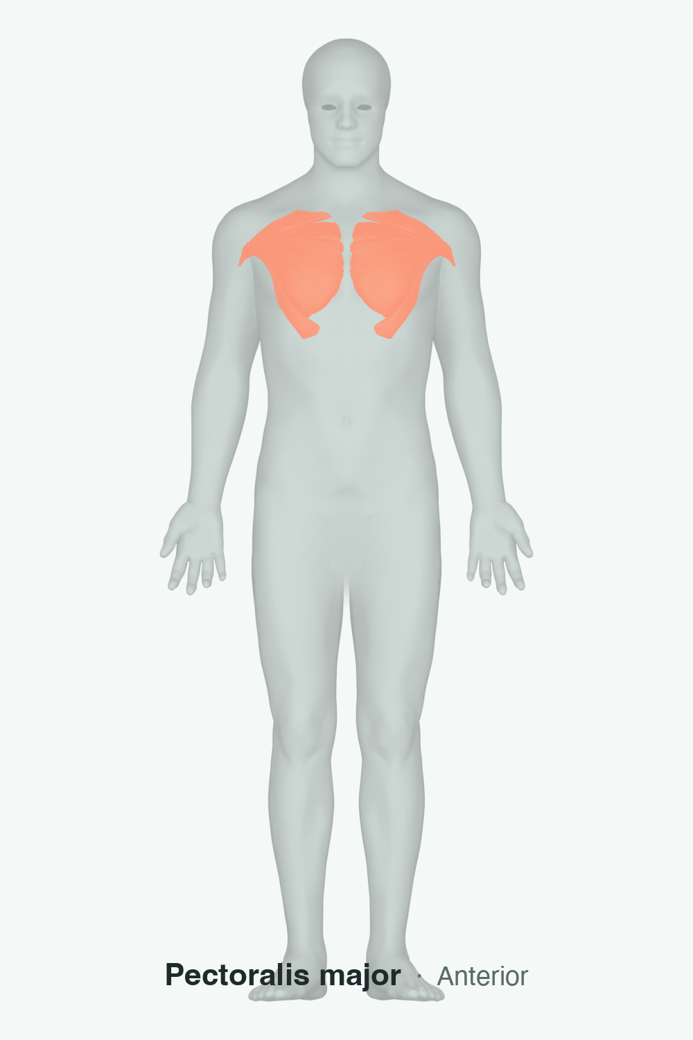 pectorals β anatomical illustration