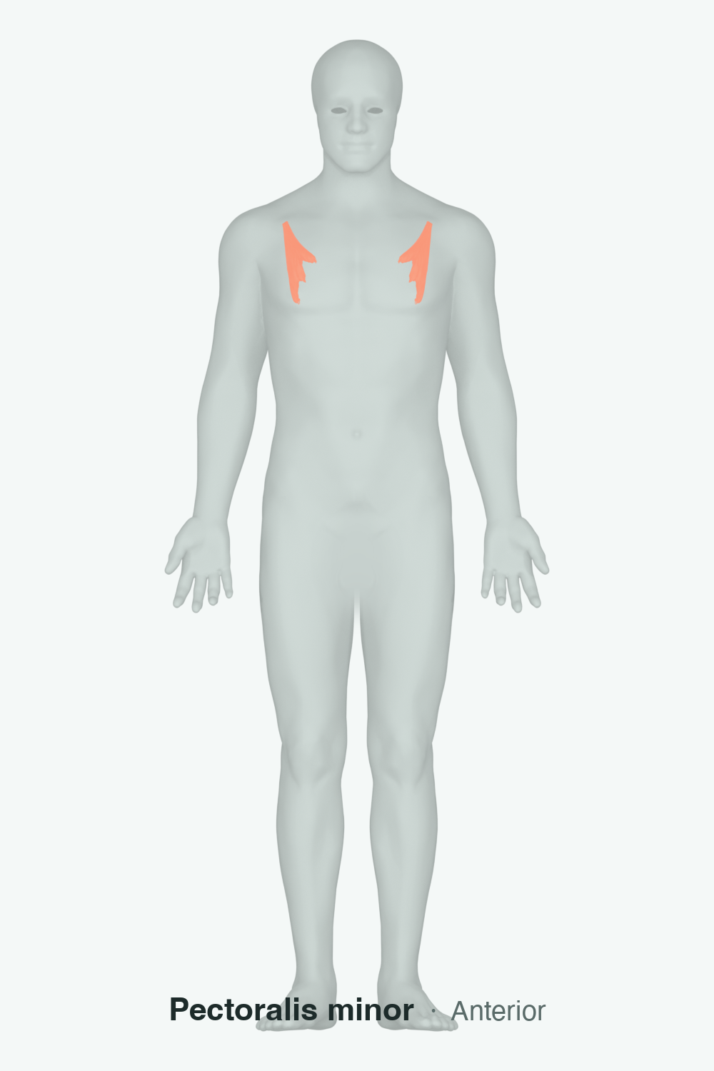 pectoralis minor — anatomical illustration