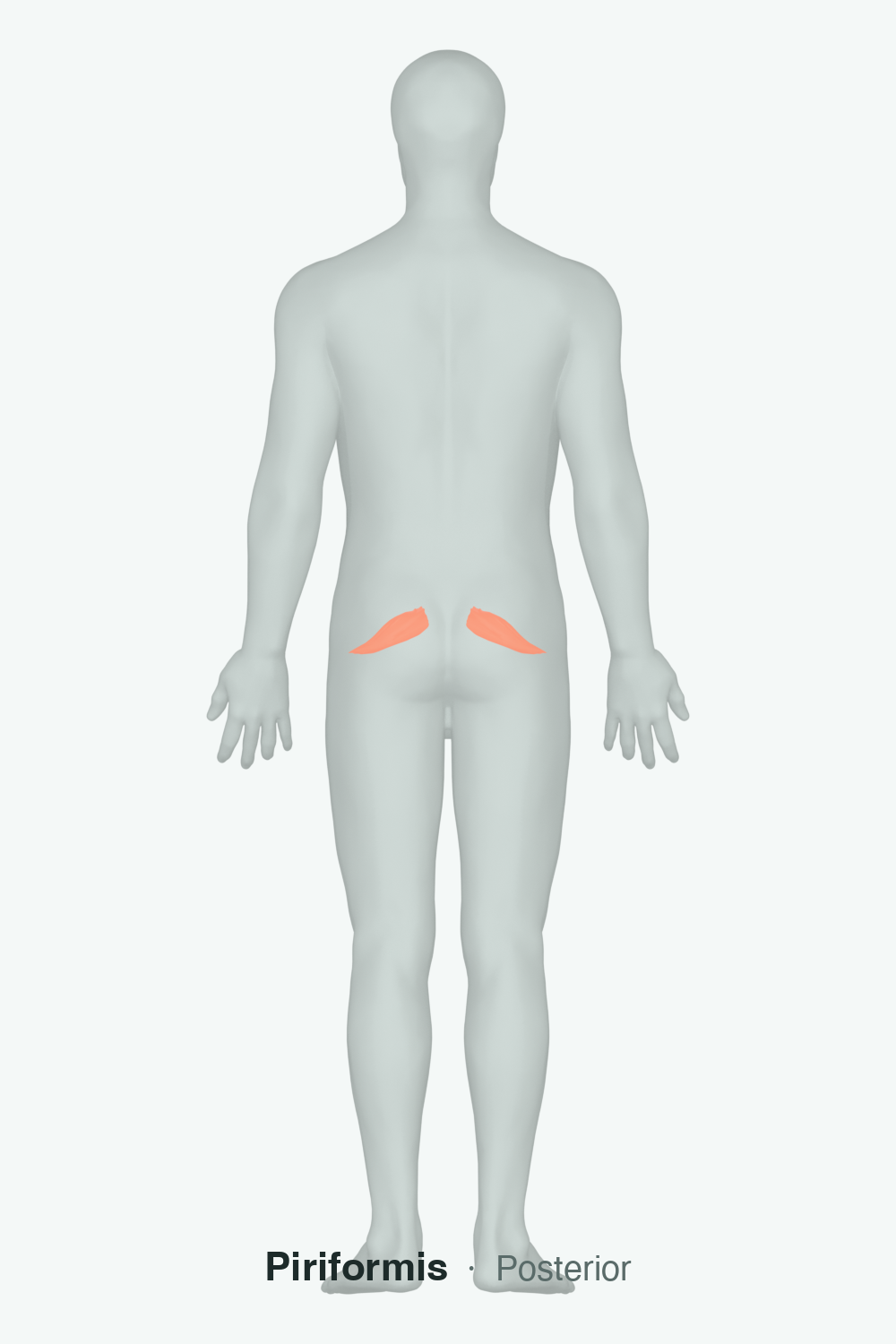 hip external rotators — anatomical illustration