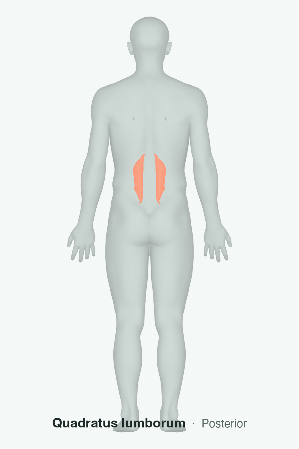 quadratus lumborum — anatomical illustration