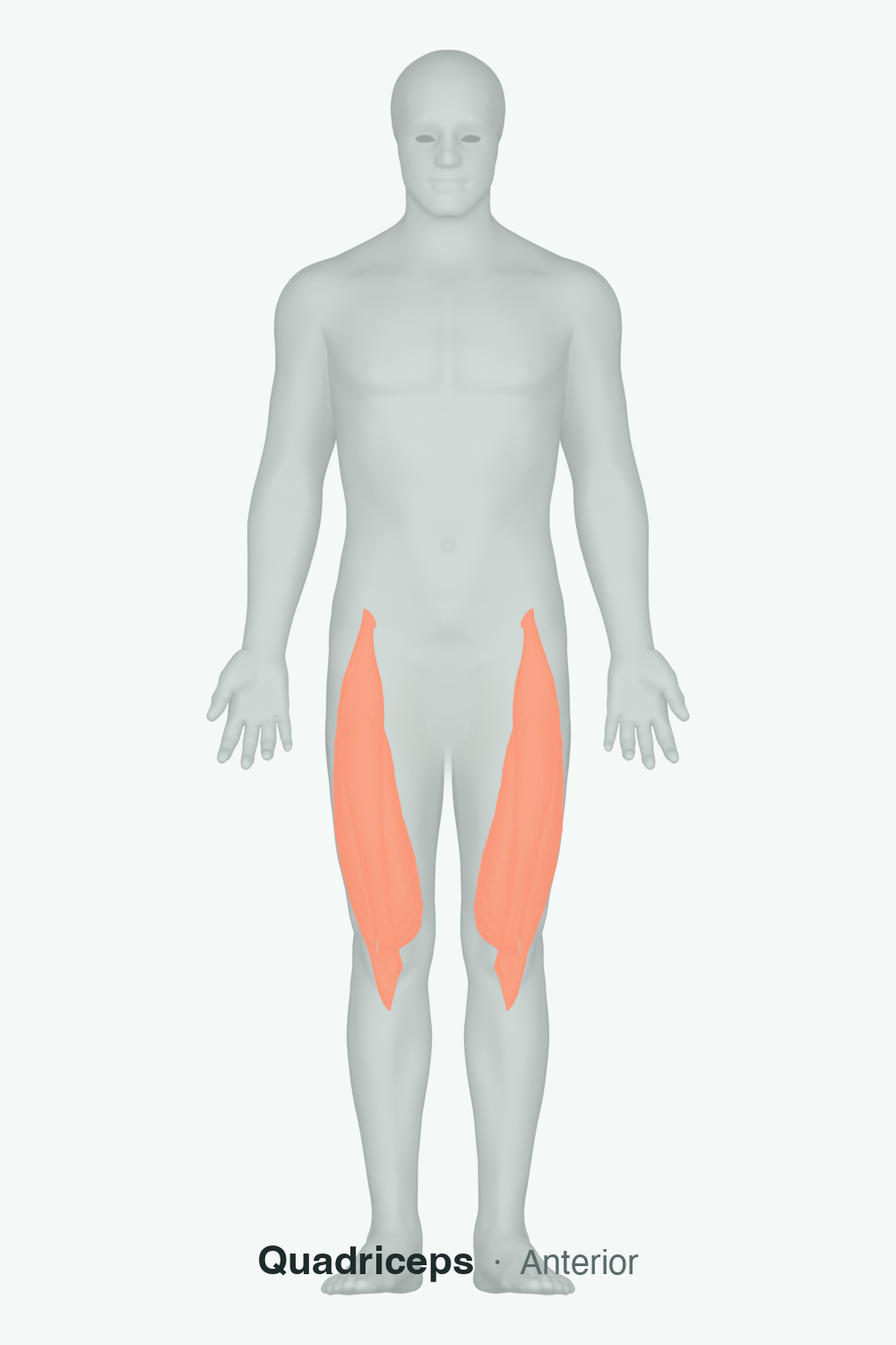 rectus femoris — anatomical illustration
