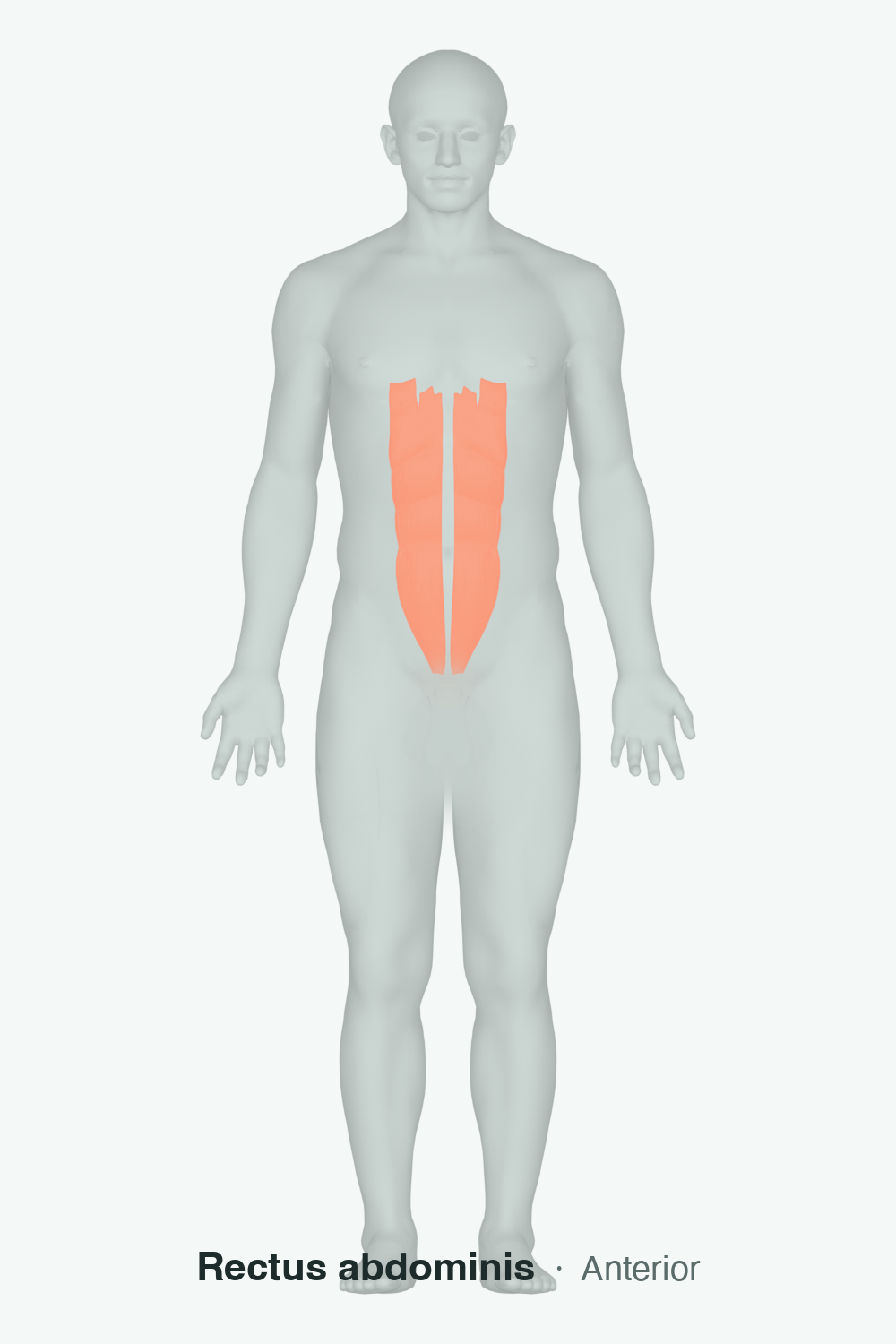 abdominals — anatomical illustration