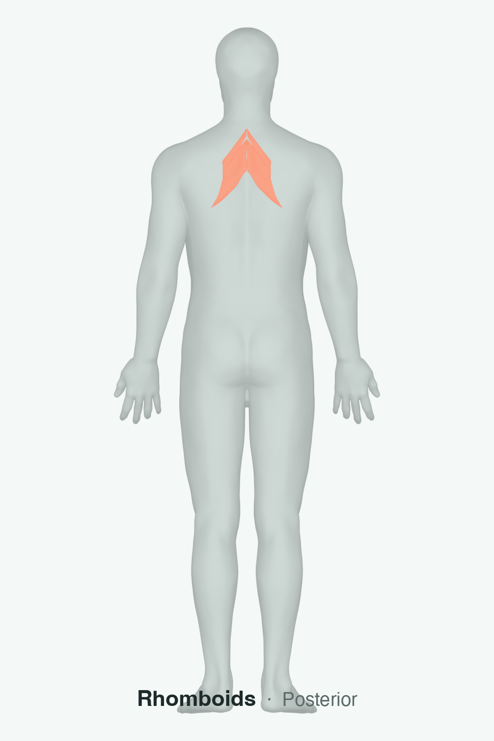 Rhomboids — anatomical illustration