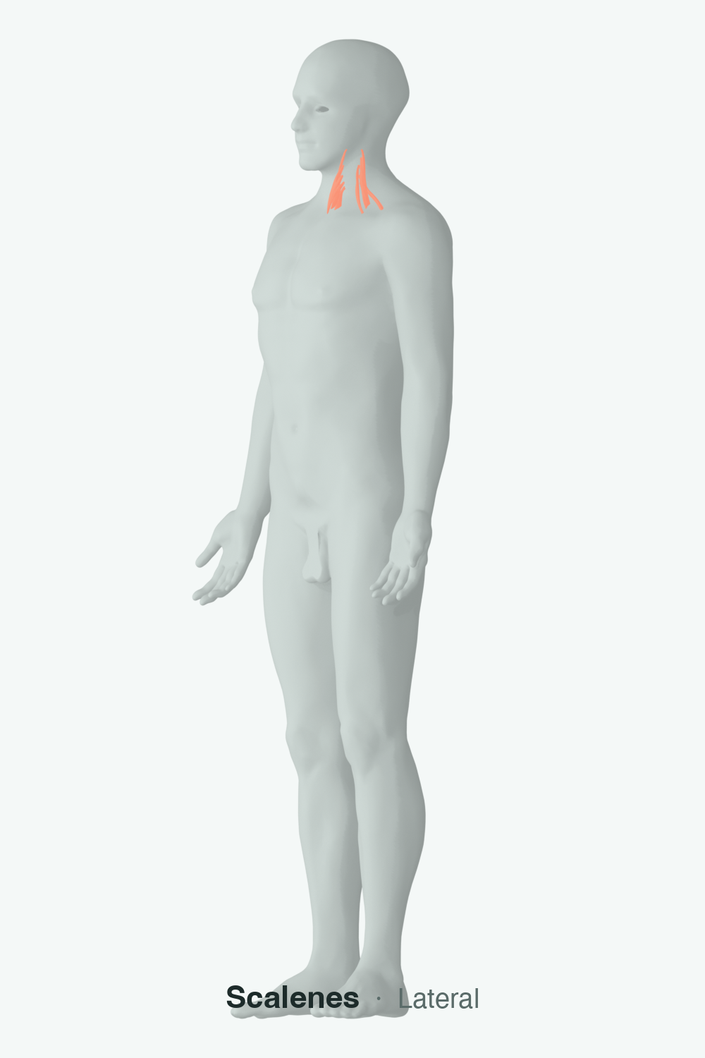 scalenes — anatomical illustration