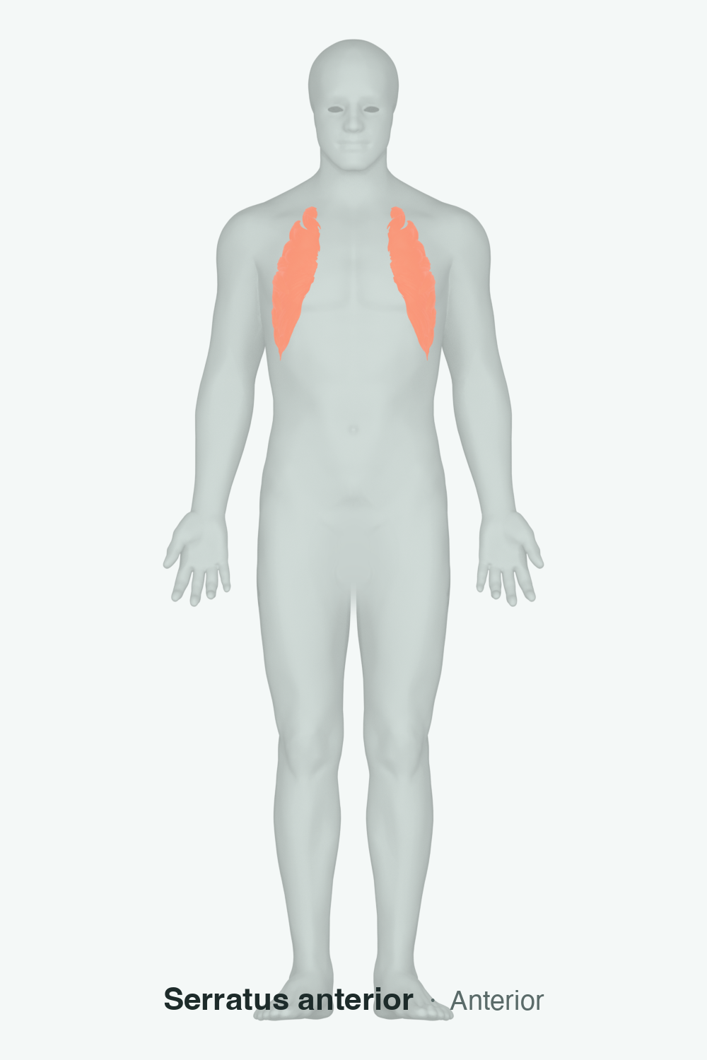 serratus anterior — anatomical illustration