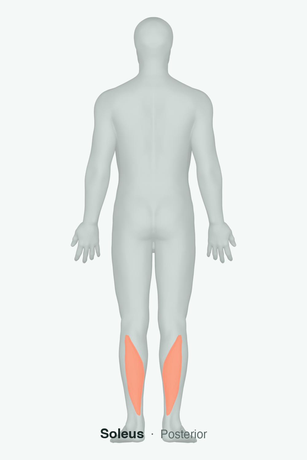soleus — anatomical illustration