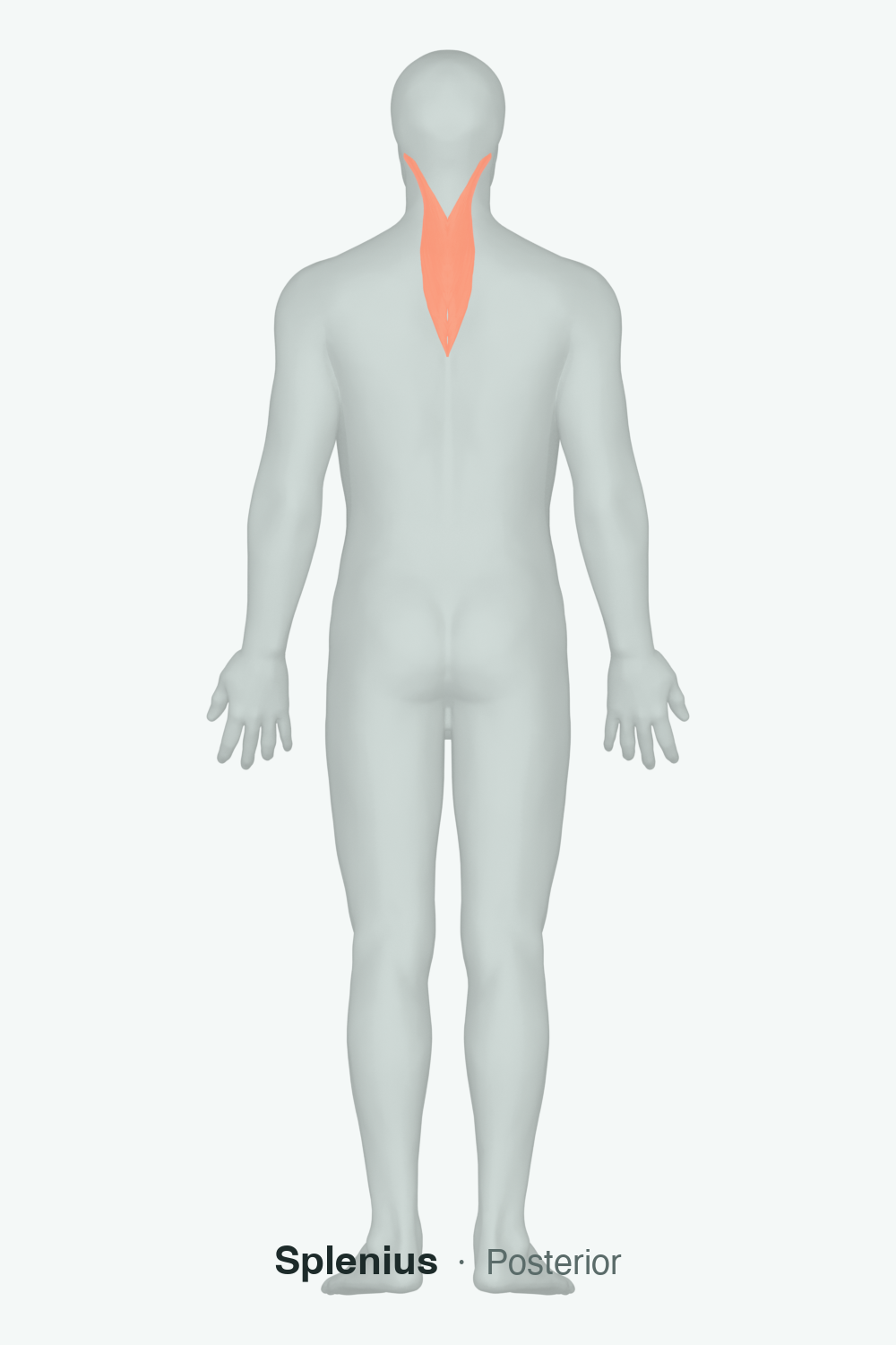 posterior neck extensors — anatomical illustration