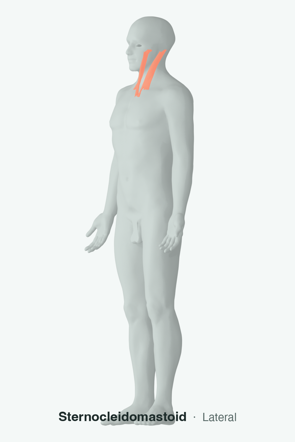 global neck flexors — anatomical illustration