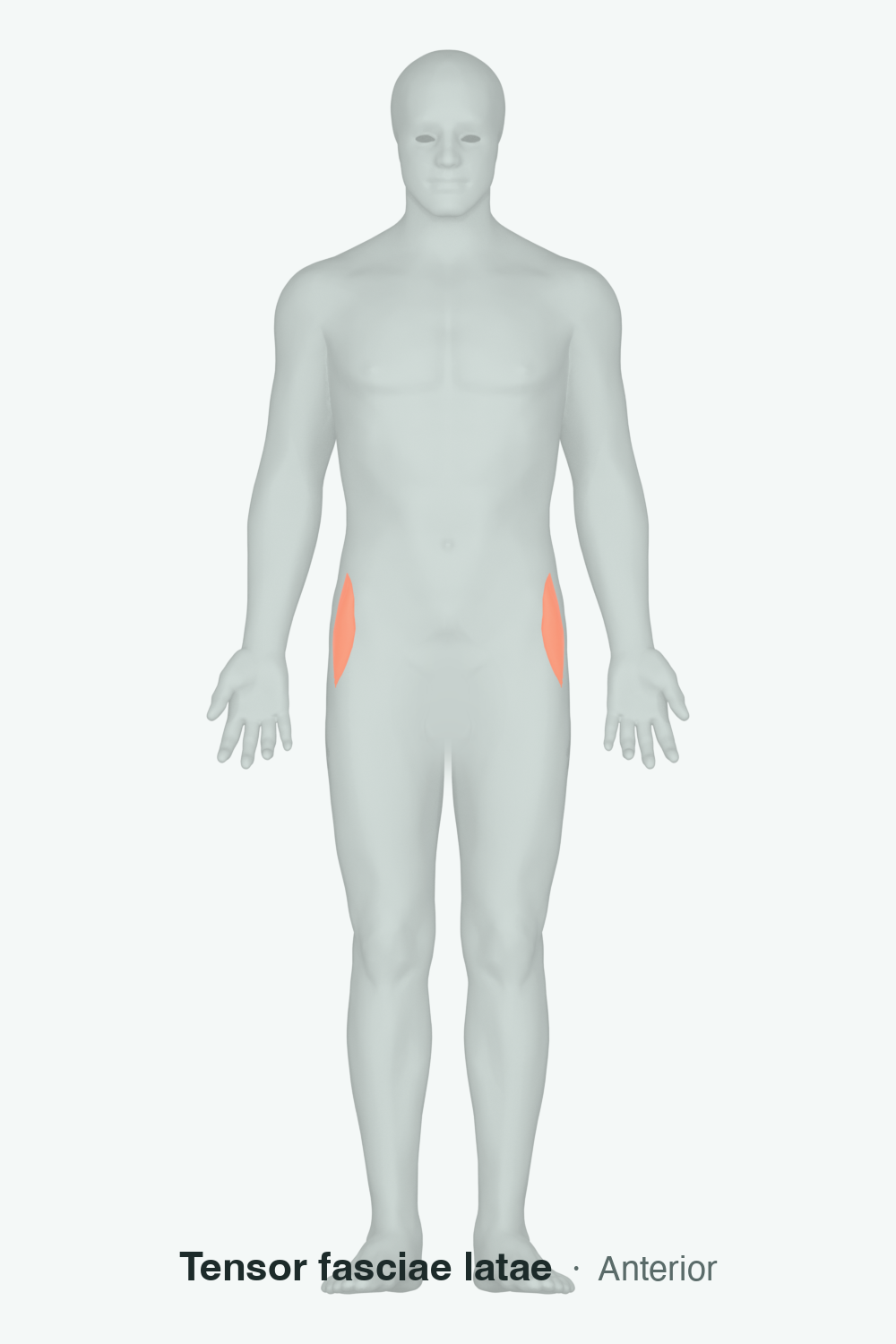 tensor fasciae latae — anatomical illustration