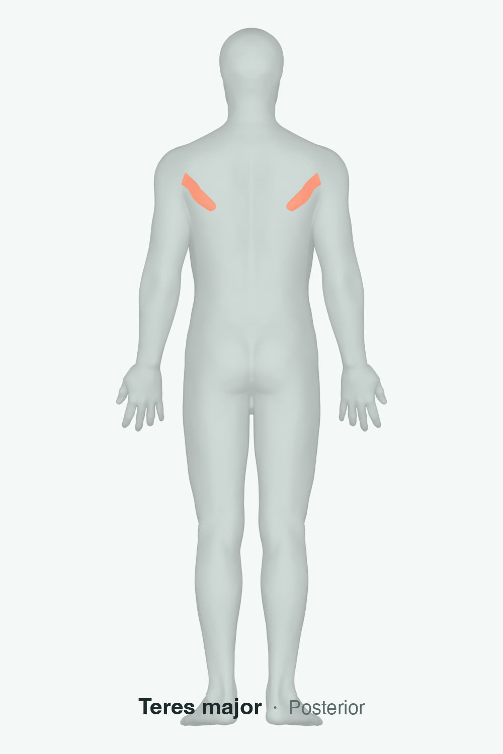shoulder adductors — anatomical illustration