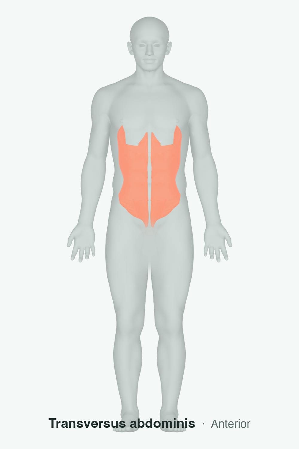 core stabilizers — anatomical illustration