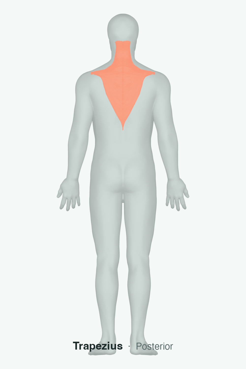Upper Trapezius — anatomical illustration